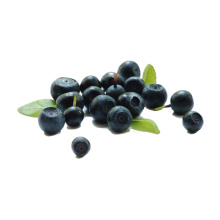 elderberry extract powder black elderberry extract 4:1